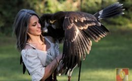 selene-falconeria-falchi